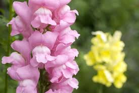 Snapdragon Flower Meaning Snapdragon Flowers Flower Meanings Flowers