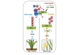 Is of less importance than the appropriate size of cell for the. The Plant Cell On Twitter Tissue Specific Ubiquitination By Ipa1 Interacting Protein 1 Modulates Ipa1 Levels To Regulate Plant Architecture Https T Co Eooplxcssi Https T Co Rzikchs3vn
