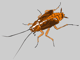 D'autres voudraient les séparer complètement, les blattes faisant partie de l'ordre des blattodea et les termites font partie de l. Comment Reconnaitre Un Cafard Photos Et Conseils D Identification