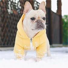 Es un perro de compañía y el peso del bulldog francés es de de 8 a 14 kg. Hoodie For French Bulldogs Chihuahuas And Pugs French Bulldog Clothes Dog Hoodie Pocket Dog