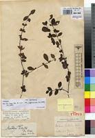 Image result for Mostuea brunonis