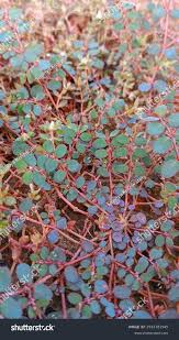 Image result for Euphorbia prostrata