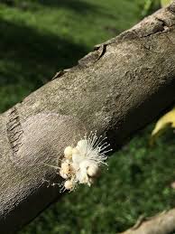 Image result for Warneckea cordiformis