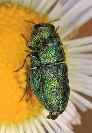 Image result for Albertisia exelliana