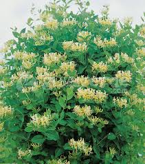 Tiene la madreselva propiedades diuréticas y es refrescante y sudorífica. Lonicera Caprifolium Madreselva