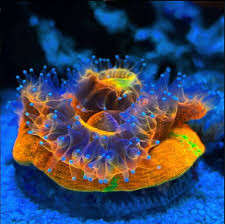 Image result for Polycarpaea eriantha