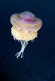 10 Extraordinary Jellyfish Species Jellyfish Species Beautiful Sea Creatures Jellyfish