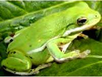 Maybe you would like to learn more about one of these? Endangered Florida Amphibians