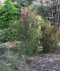 Image result for Hakea