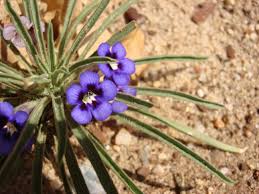 Image result for Aptosimum lineare