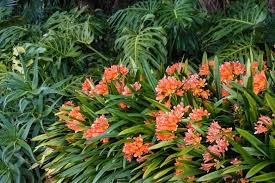Image result for Clivia miniata