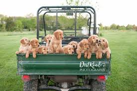 They make sure that each puppy is introduced to. Olive Creek Golden Retrievers Home Facebook