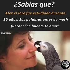 😭 Créditos: @curioseo #Cabroworld