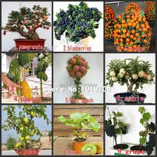 560pc Mini Bonsai Fruit Seeds Peach Kiwi Pomegranate Apples Pear Grapes Blueberries Papaya Orange Tree Seeds 9 Package Package Printing Package Tourspackage Picture Aliexpress