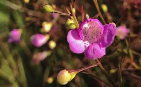 Image result for Gnidia chapmanii