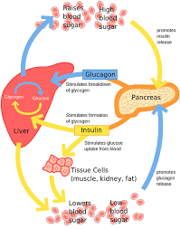 Glucose Regulation In Human Body 28 Download Scientific Diagram