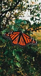 Find images of monarch butterfly. Pin On Quality Pins Orange Aesthetic Butterfly Wallpaper Butterfly Wallpaper Iphone