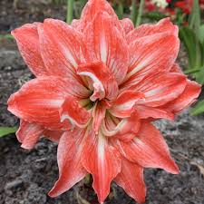Image result for Hippeastrum