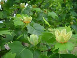 Check spelling or type a new query. Trees For Small Spaces Small Garden Trees Hgtv