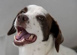 Adoption fee is $475, which includes spay/neuter, current. Hd Wallpaper Leopoldo Dog Scooby Doo Tremendous Spiteful Hunting Mestizo Wallpaper Flare