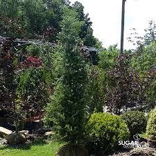 We did not find results for: Columnar Norway Spruce Sugar Run Nursery