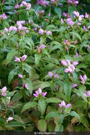 Image result for Tinnea coerulea