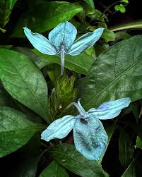 Image result for Ecbolium hastatum