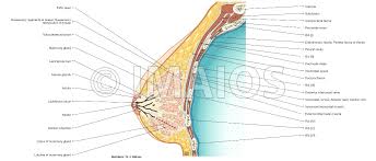 Rib 12 crosses the middle of the left kidney; Thoracic Wall And Breast Illustrations