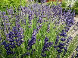 Lavender Organic Lavender Lavender Flowers Flower Images