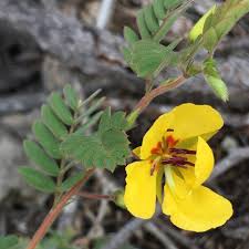 Image result for Chamaecrista polytricha