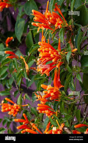 Image result for Pyrostegia