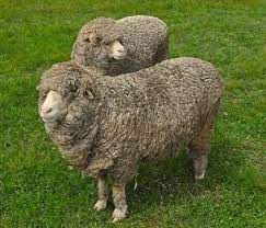 Fine Wool Sheep Breeds Fine Wool Sheep Sheep Breeds Animal Fibres Breeds