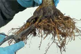 If only thin feeder roots are visible the tree can be left for another year without root pruning. Bonsai Root Pruning And Repotting Infolific