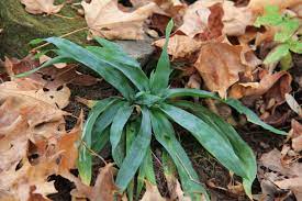 The Understory Herbaceous Layer Can Give You Clues As To The Level Of Deer Predation In The Area If Certain Plants Are Missing O Plants Horticulture Hardscape
