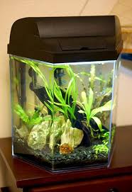 Pin On At Home Aquarium
