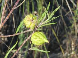 Image result for Gomphocarpus fruticosus
