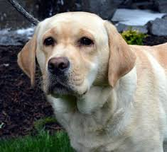 Desert rose yorkies baker city, or. Our Dogs Northwest Classic Labrador Retrievers Oregon City Or