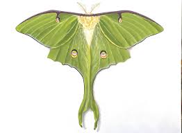 Image result for Mohria marginalis