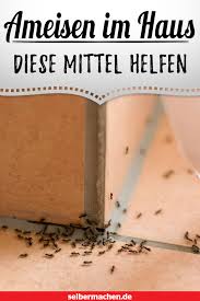 Ameisen Im Haus Bekampfen Hausmittel Ameisen Im Haus Ameisen Im Haus Bekampfen Ameisen