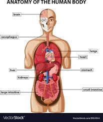 This type of muscle creates movement in the body. Body Anatomy Diagram Fusebox And Wiring Diagram Layout System Layout System Id Architects It