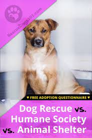 Humane Society Vs Animal Shelter Vs A Dog Rescue Rescue Dogs Humane Society Shelter Dogs Adoption