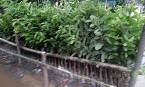 Check spelling or type a new query. Guava Fruit Plant Buy Guava Fruit Plant For Best Price At Inr 20 Piece Approx