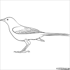 Each printable highlights a word that starts. Easy Mockingbird Coloring Page Coloringbay