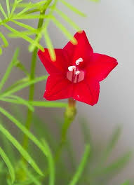 Image result for Ipomoea quamoclit