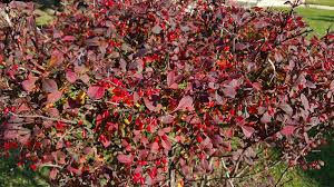 (4 degrees c.) for two to six weeks. Barberry Planting And Care Breeding Garden Decoration Barberry Thunberg Description Of Varieties With Photos Planting Care And Trimming Barberry Thunberg Where And How Grows Barberry Shrubs