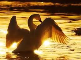 Resultado de imagem para Jardins com belos pássaros