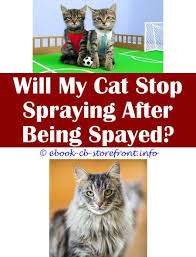 Pure citrus spray 4 oz. 12 Prodigious Cats Stop Spraying Your House De 8