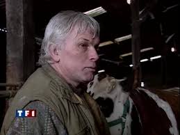 Salon de l'agriculture : concours vaches normandes