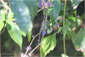 Image result for Memecylon sp. C