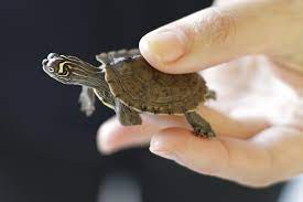 How To Tell The Sex Of A Baby Turtle | Cuteness